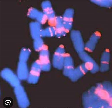 fluorecencia fluorecencia